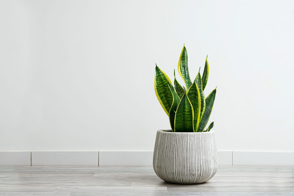 Übertopf mit Struktur im minimalistischen Interieur mit Schlangenpflanze