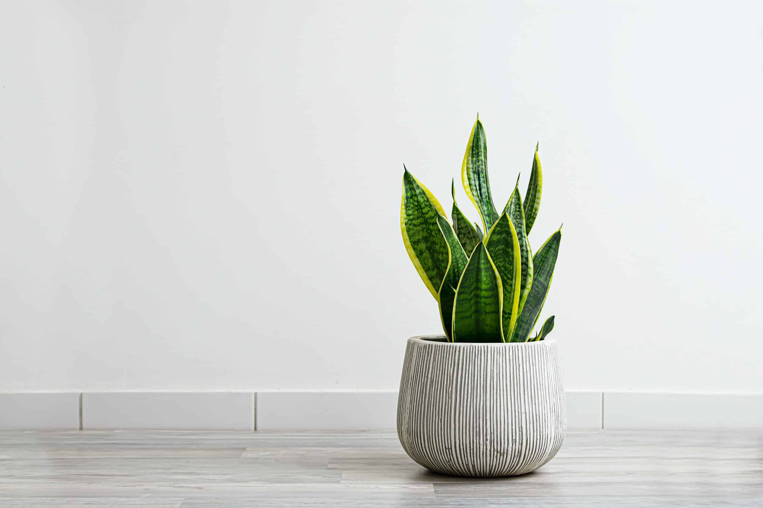 Übertopf mit Struktur im minimalistischen Interieur mit Schlangenpflanze