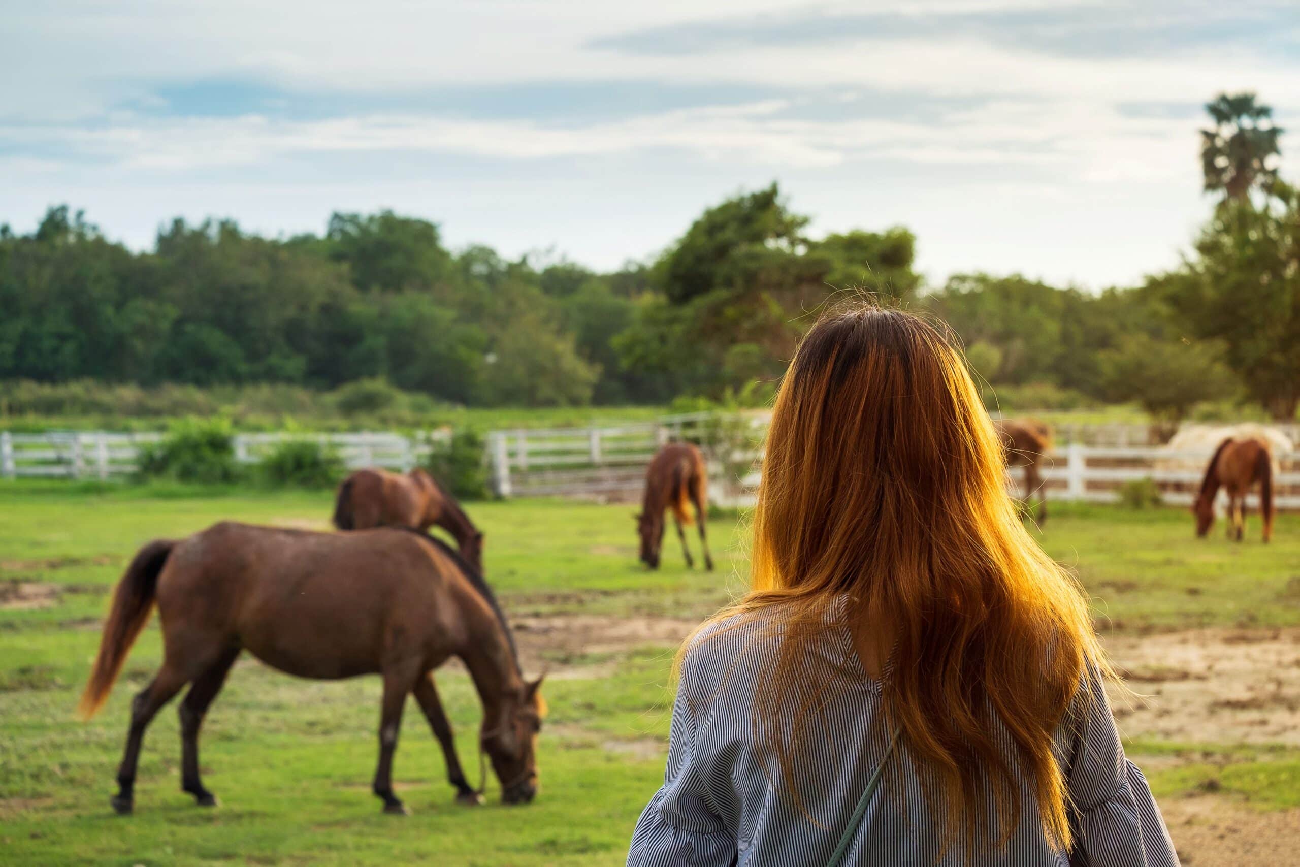 A person stands in a field where several horses are standing. She observes the horses