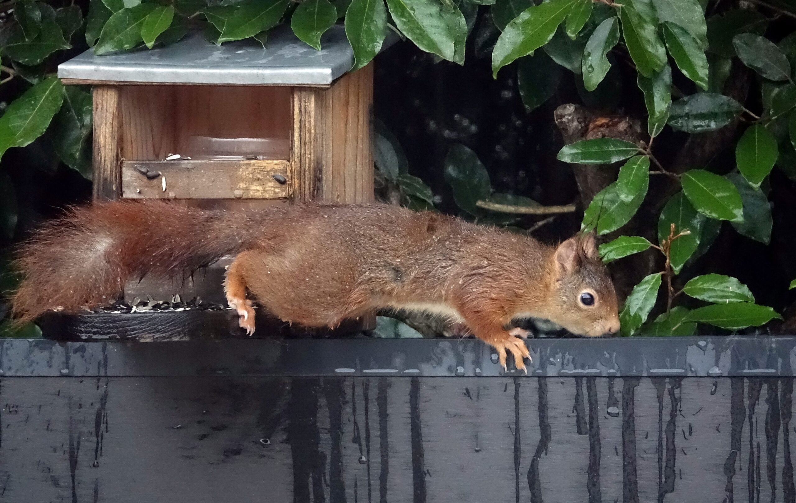 Eichhoernchen Futterhaus_typ_lebendige-natur